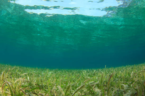 istock Underwater background blue water over green seagrass 1254928056