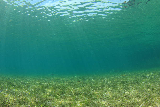 istock Underwater background blue water over green seagrass 1254928097
