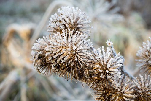 Frozen flowers of agrimony close-up. Dry flower covered with ice crystals. Winter season.