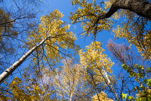 Tops of trees with yellow foliage against a blue sky. View from below. Autumn landscape.