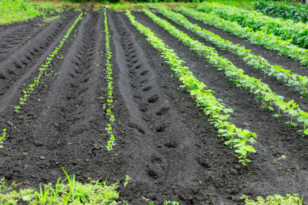istock Vegetables in the field rainy day 1254930514