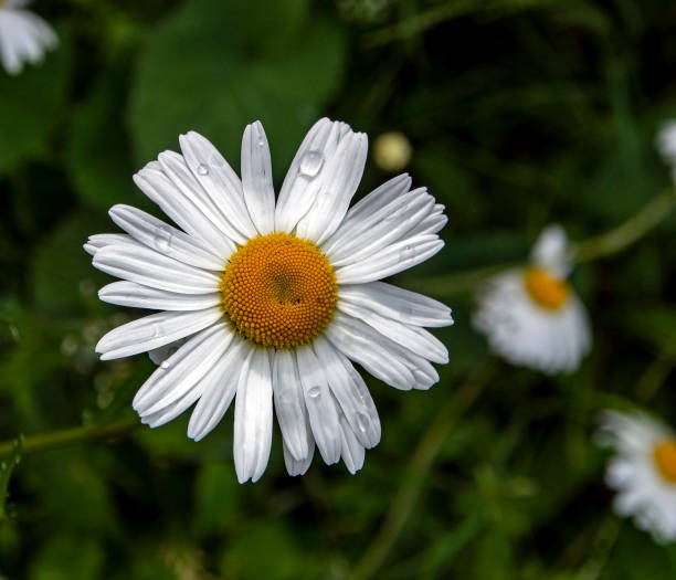 istock white chamomile with raindrops on its petals 1254930731