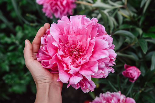 Beautiful floral background. Hand holds a huge lilac peony flower on a green background.