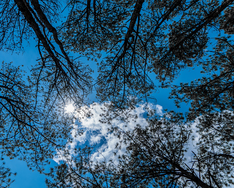 Abstract silhouette trees with sunshine with blue sky