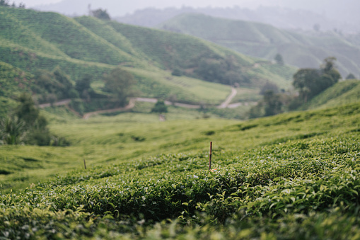 cameron highland landscape in the morning at tea crop plantation