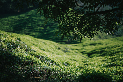cameron highland landscape in the morning at tea crop plantation