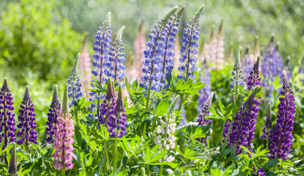 istock different colors lupin flowers on green background 1254933290
