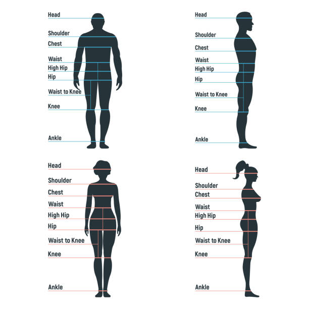 https://media.istockphoto.com/id/1254935370/vector/male-and-female-size-chart-anatomy-human-character-people-dummy-front-and-view-side-body.jpg?s=612x612&w=0&k=20&c=-t8dKg37wfZfzrd_DdyTefIC17WOMgLs5PJqu-HX3b8=