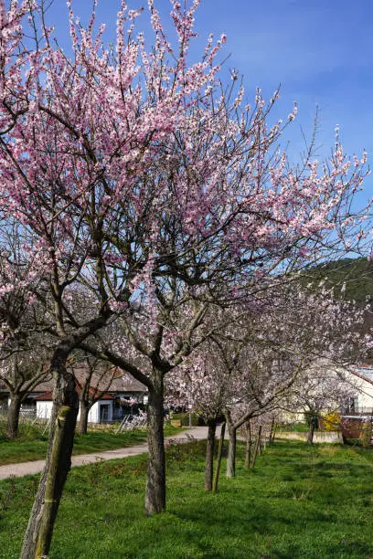 Almond trees, Prunus dulcis blooming, southern wine street, Gimmeldingen Neustadt, Rhineland-Palatinate Germany