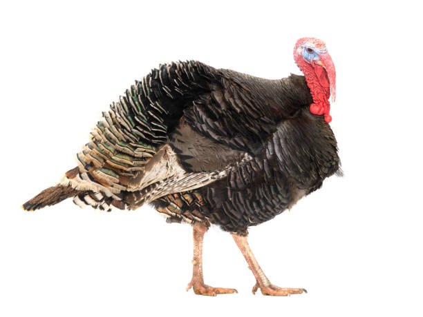 istock Bronze turkey isolated on a white background. 1254936301