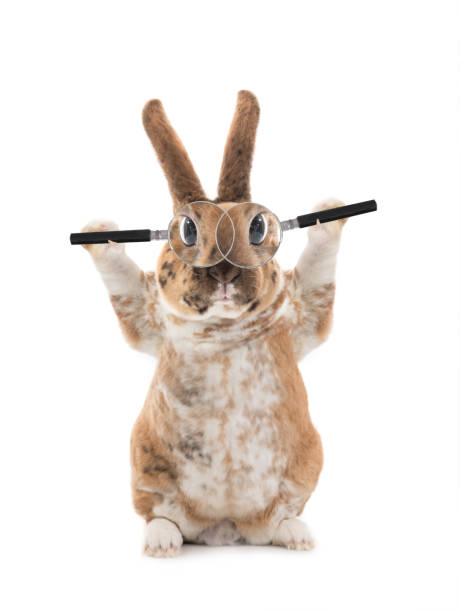 istock Beautiful Bunny with magnifying glasses is isolated on a white 1254936324