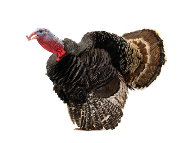 istock Angry turkey isolated on a white background 1254936359