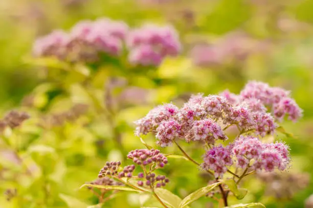 Photo of Blooming spirea by pink small flowers. Blossoming bush growing in a summer garden. Flowers delicate, charming, beautiful. Spirea Japanese Golden Princess