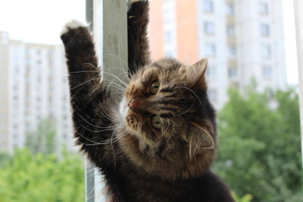 istock fluffy cat on the windowsill stretches 1254936654