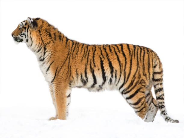 istock Tiger stands in the snow 1254937777