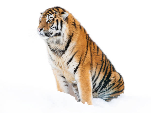 istock Tiger sits in the snow 1254937793