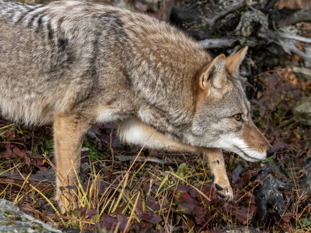 istock Coyote Canis latrans Intense Look Captive 1254937795