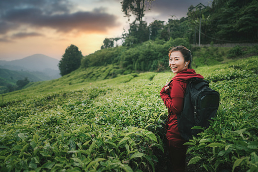 asian chinese tourist at cameron highland tea crop plantation enjoying the beauty of nature and freshness of air in the morning