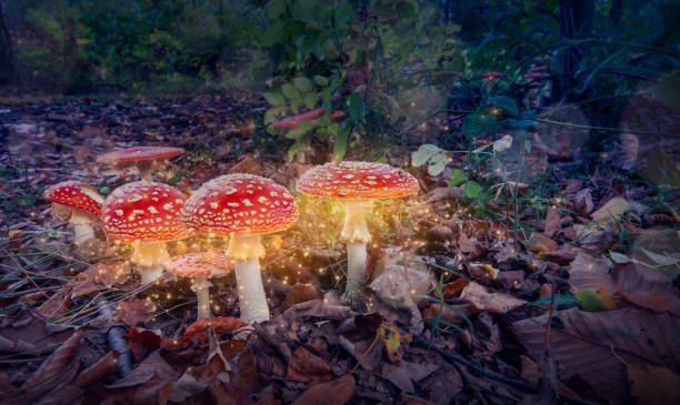謎の暗い森の中で輝く赤い魔法のキノコ。ファンタジーヒキガエルツール。 - toadstool fly agaric mushroom mushroom forest ストックフォトと画像