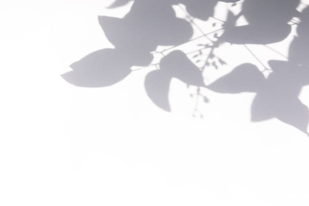 istock Gray shadow of  leaves on a white wall 1254939023