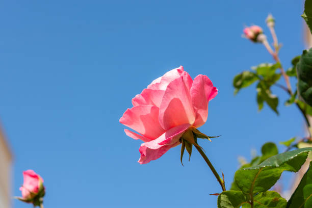 Pink roses against a blue sky. Delicate rose blossoms with space for text. The layout of the greeting card. Summer flower background. Bottom view.