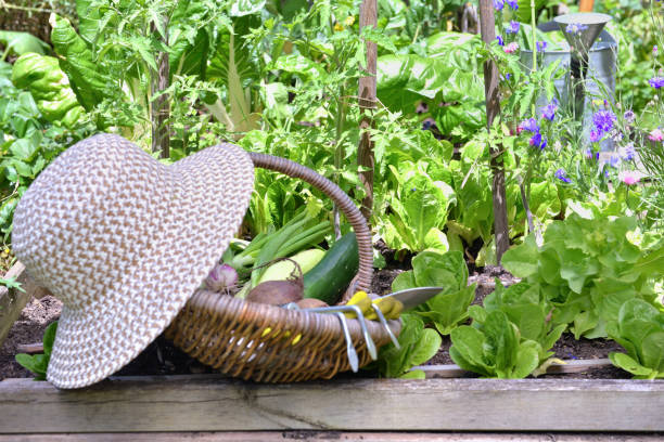 istock fresh vegetable in a wicker basket with hat placed in a flowered vegetable garden 1254944045