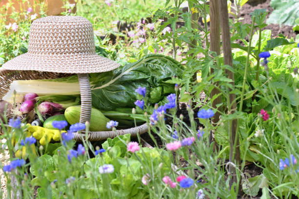 istock fresh vegetable in a wicker basket with hat placed in a flowered vegetable garden 1254944087