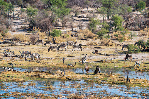 Herds of  Burchell´s Zebras, Blue Wildebeest and Gazelles at a small water stream in Makgadikgadi National Park, Botswana
