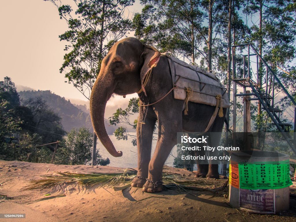 Elephants Is Declared The National Heritage Animal And Protected Under Law  In India Elephant Is Protected Under Wildlife Protection Act And Being A  Revered Animal Stock Photo - Download Image Now - iStock