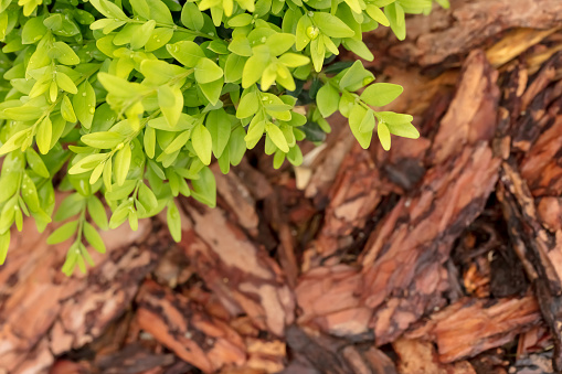 Close-up of a boxwood with pine bark mulch.