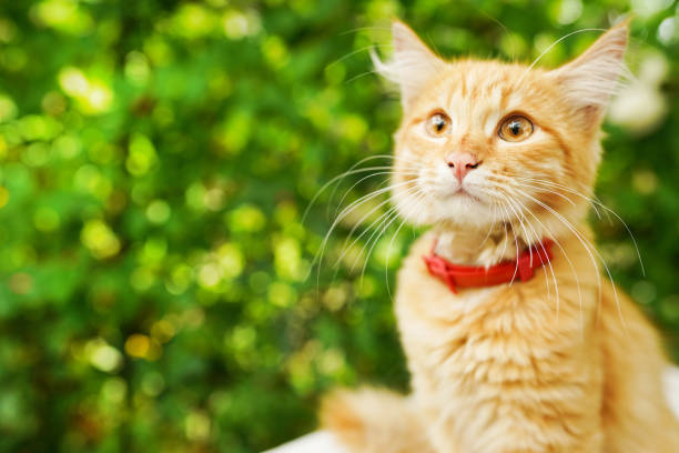 istock Cute red cat in red collar sitting outdoors on natural background 1254949243