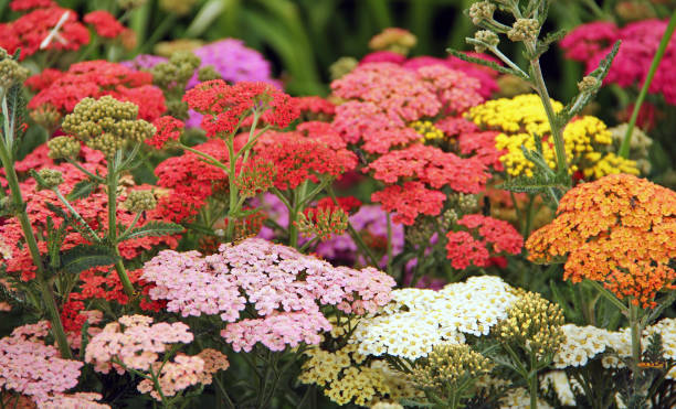 fleurs de yarrow - yarrow photos et images de collection