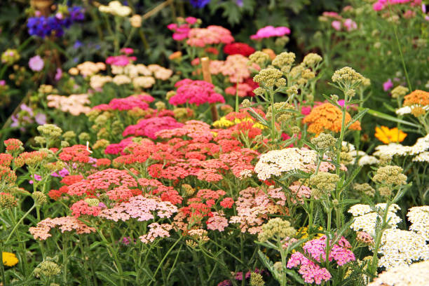 istock Yarrow flowers 1254949378