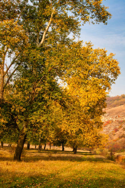 istock Autumn background, yellowed leaves on the poplar trees. 1254950603