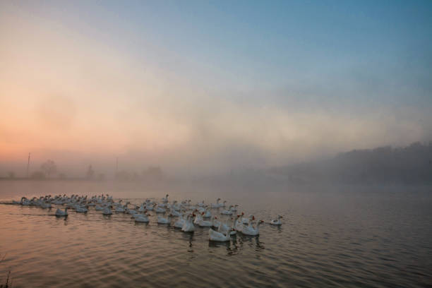 Geese are flying away from a pond covered with fog.