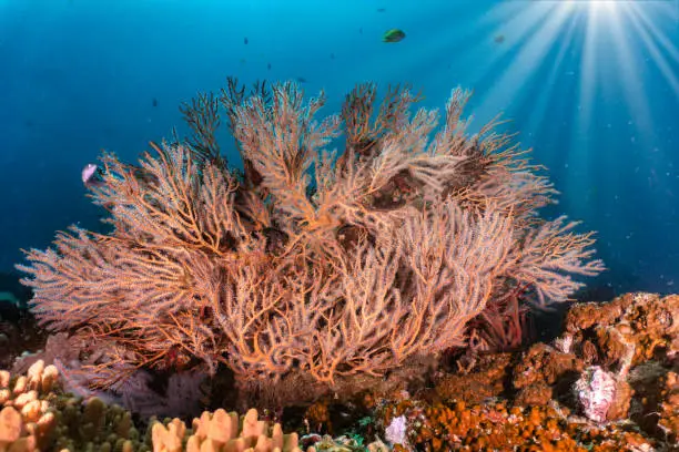 Black corals also known as antipatharians are colonial animals related to stony corals and sea anemones.  There are over 150 species of Black Corals all of which are Plankton eating carnivores.  Image taken whilst scuba diving at Phi Phi islands, Krabi province, Thailand.