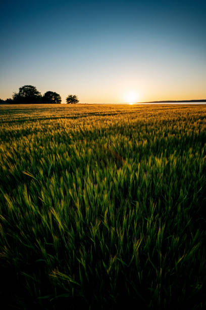 Atmospheric picture of a field of barley photographed as the sun sets. Photographed on the island of Bogø in Denmark. Colour vertical with some copy space.