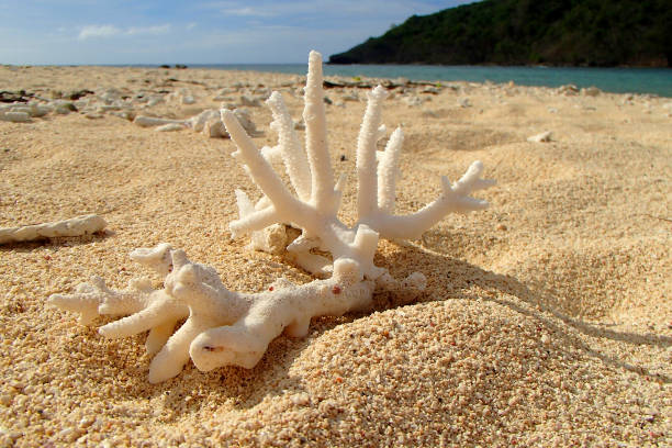 istock White coral on a sandy beach in Fiji Island 1254953521