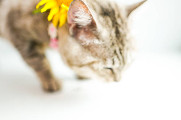 peeping cat