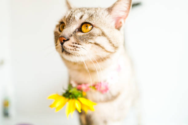 istock The striped cat in a wreath on a white table 1254953908