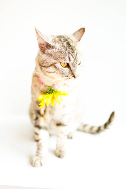 istock The striped cat in a wreath on a white table 1254954618