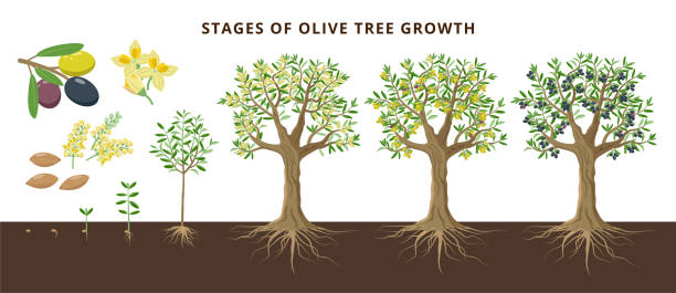 ilustrações de stock, clip art, desenhos animados e ícones de olive tree growing stages froom seed, seedling, sprout, flowering, ripe olive fruits, green, yellow olives and black. set of vector botanical illustrations, infographics isolated on white background. - olive tree