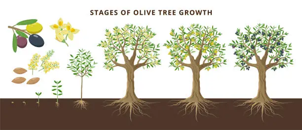 Vector illustration of Olive tree growing stages froom seed, seedling, sprout, flowering, ripe olive fruits, green, yellow olives and black. Set of vector botanical illustrations, infographics isolated on white background.