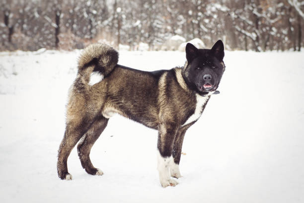 istock Alaskan Malamute dark color in the natural environment 1254954986