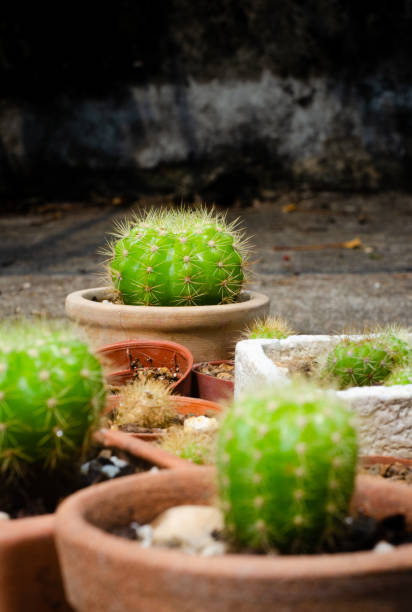 istock Group of cactus pot on ground with blurred foreground 1254955543