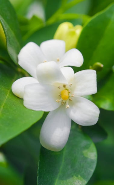 istock Orange jessamine flower blossom at tree (Murraya paniculata) 1254955576