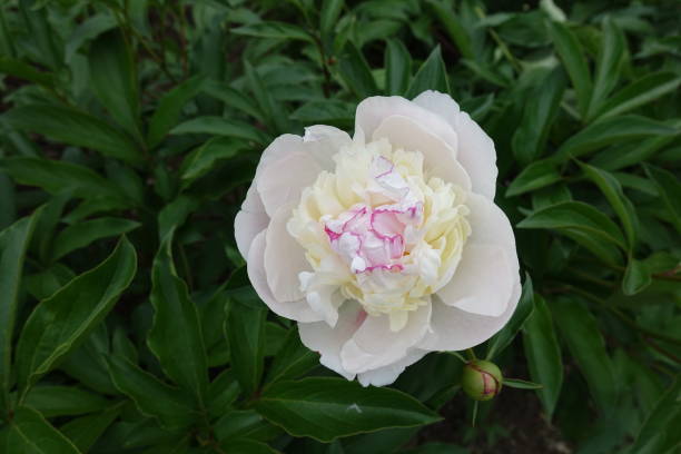 istock Tender white flower of common peony in May 1254957109