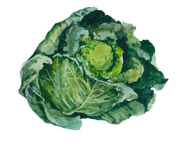 akwarela kapusta savoy wyizolowana na białej ilustracji - savoy cabbage stock illustrations