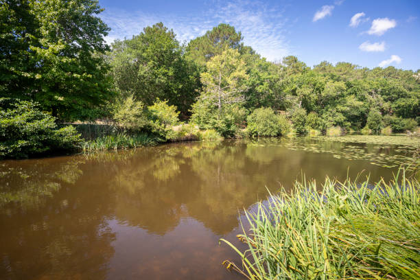 istock Views of the Aureilhan Lake 1254958203