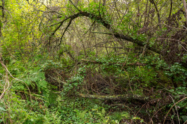 Forests on hydromorphic soils in the Etang Noir, Black Pond. It is a Natural Reserve located in The Landes Department, France